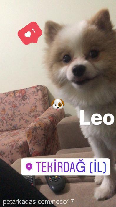 leo Erkek Pomeranyalı