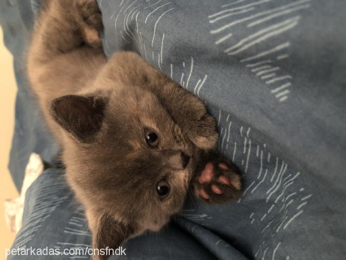 orbit Dişi British Shorthair