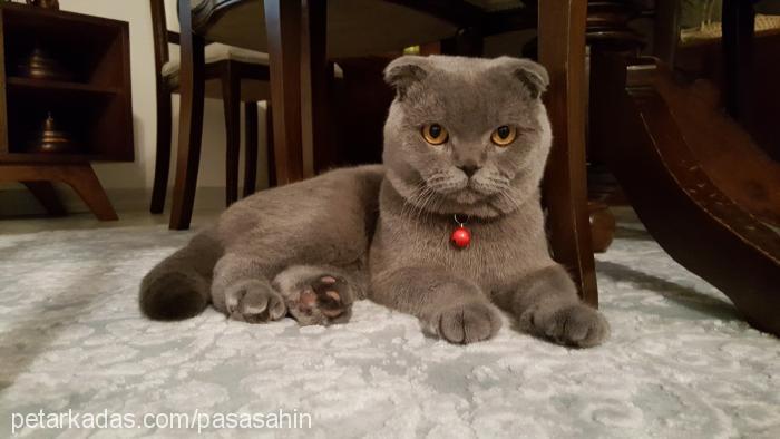 paŞa Erkek Scottish Fold