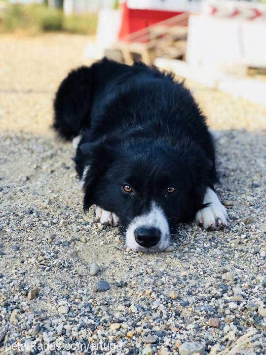 west Erkek Border Collie