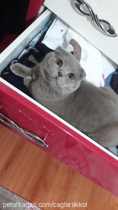 duman Erkek Scottish Fold