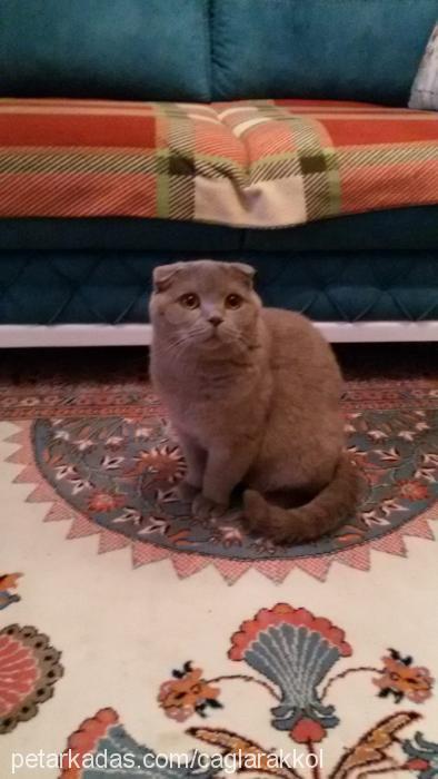 duman Erkek Scottish Fold