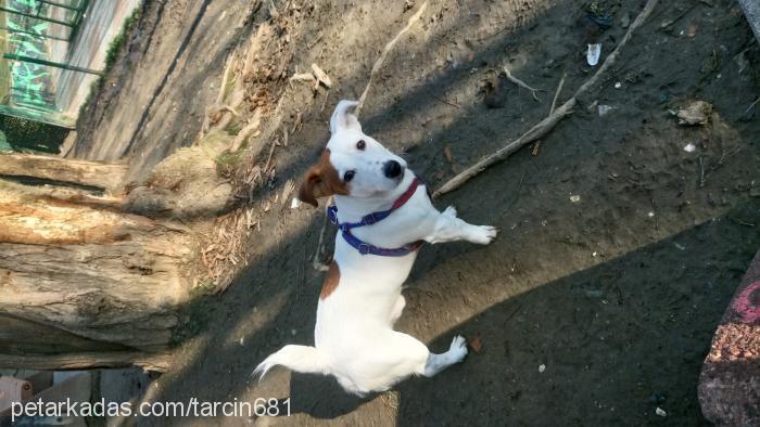 tarçın Erkek Jack Russell Terrier