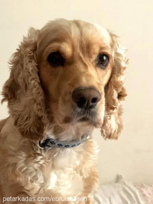 Çakıl Erkek Amerikan Cocker Spaniel