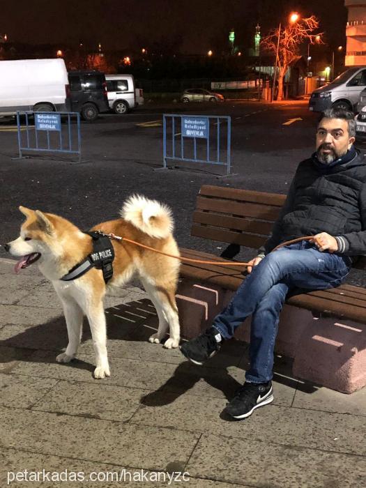 bucky Erkek Akita İnu