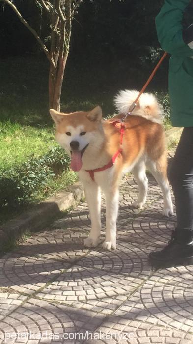 bucky Erkek Akita İnu