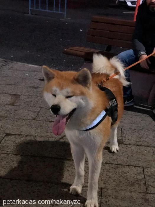 bucky Erkek Akita İnu