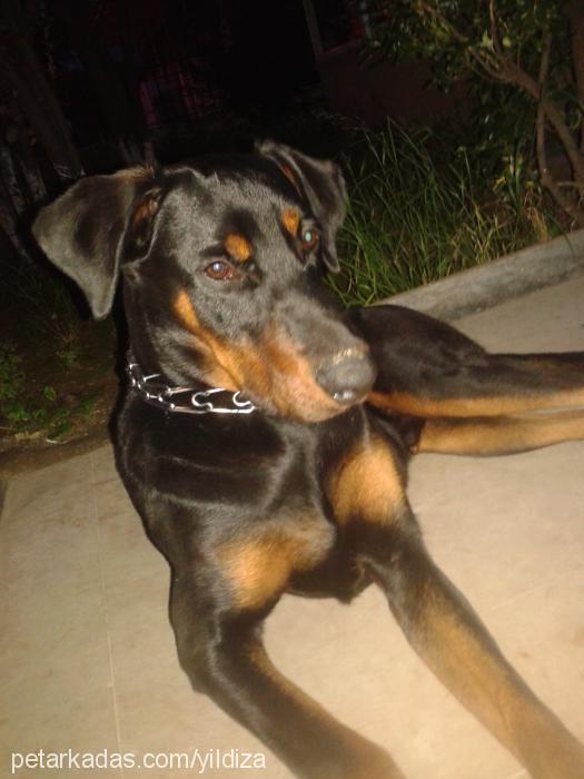 pascal Erkek Doberman Pinscher