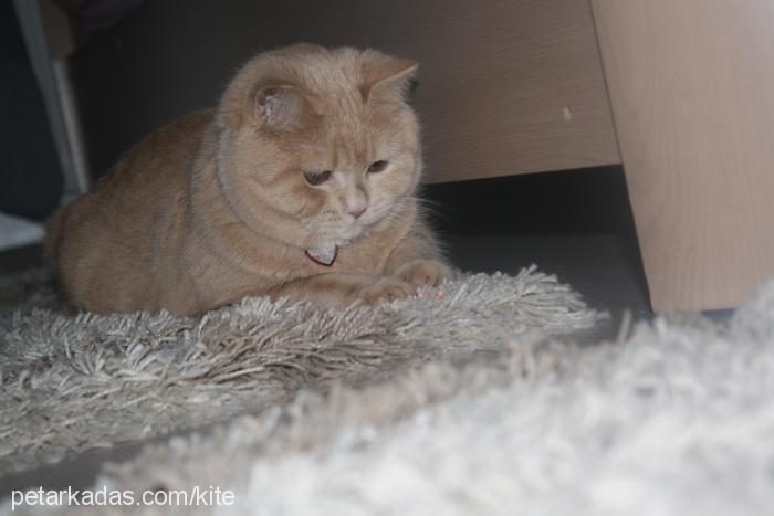 kıte Dişi British Shorthair