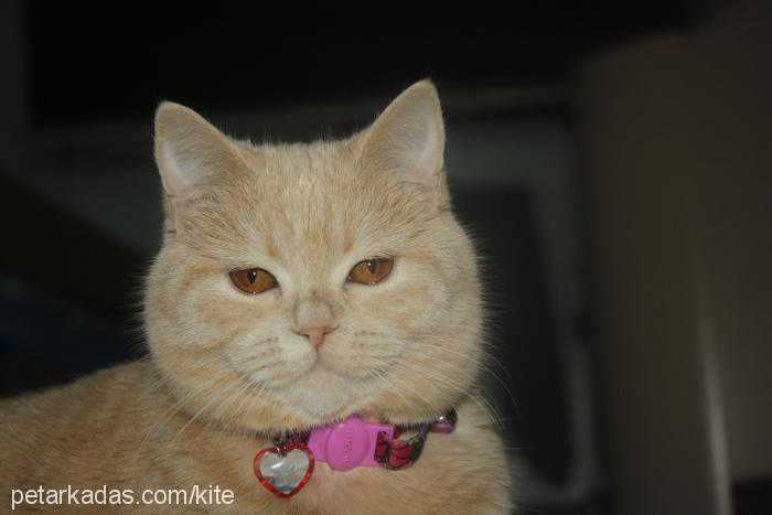 kıte Dişi British Shorthair