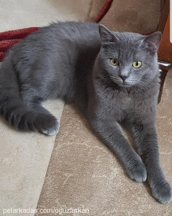 paşa Erkek British Shorthair