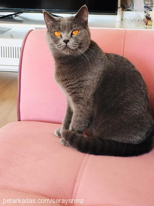 malibu Dişi British Shorthair