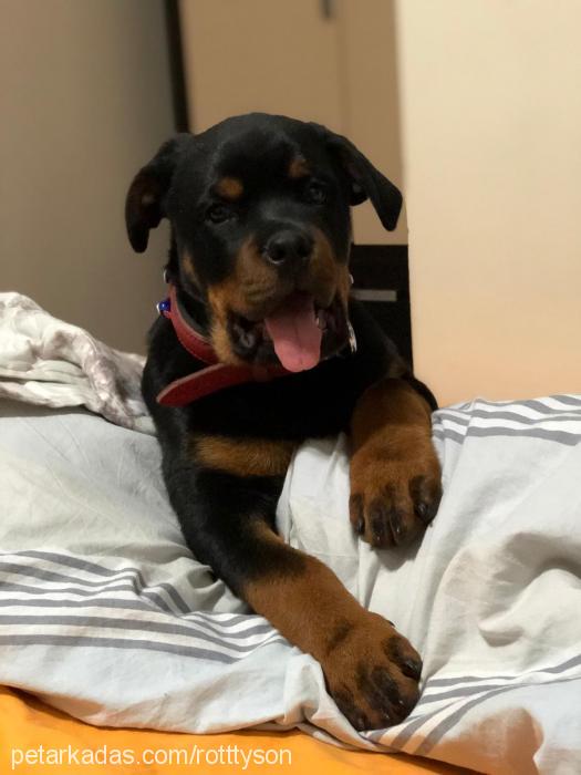 tyson Erkek Rottweiler