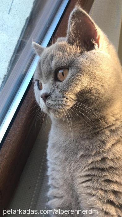 dolunay Erkek British Shorthair