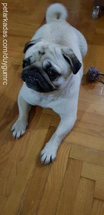 Çakıl Dişi Pug