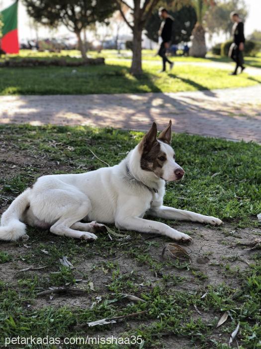 mişha Erkek Sibirya Kurdu (Husky)