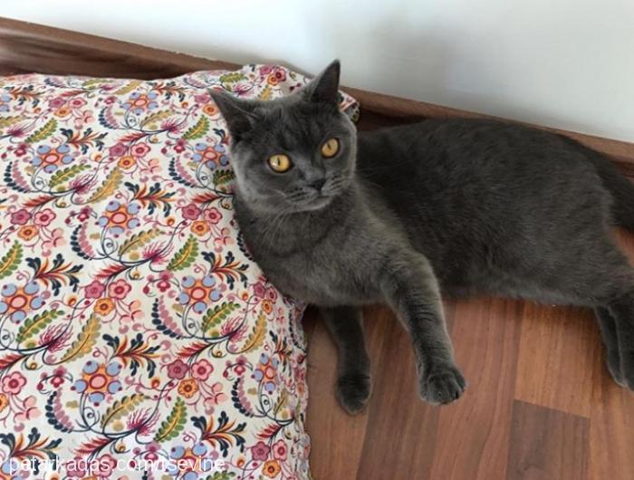 maya Dişi British Shorthair