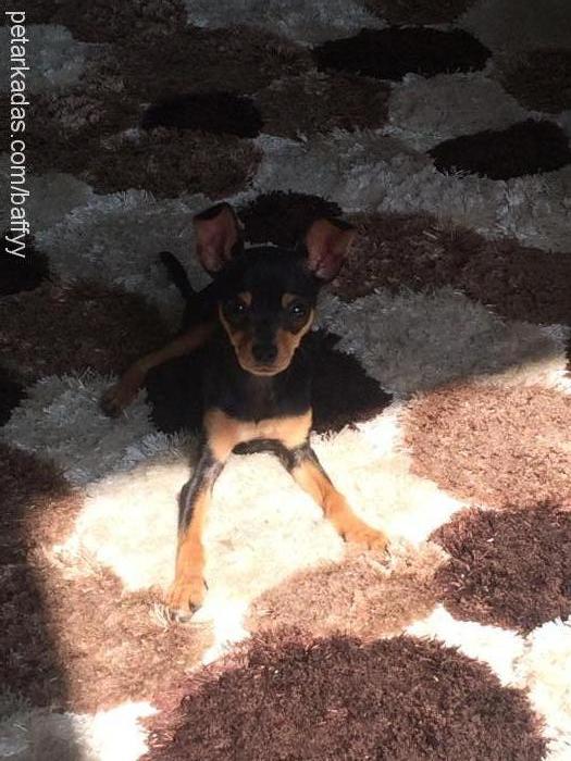 bafyy Erkek Minyatür Pinscher