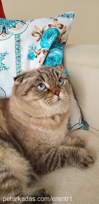 leo Erkek British Shorthair