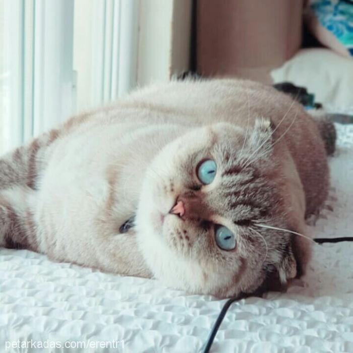 leo Erkek British Shorthair