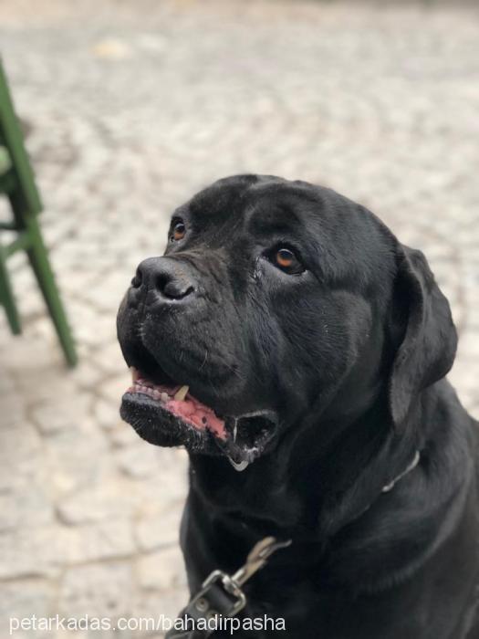 jack Erkek Cane Corso Italiano