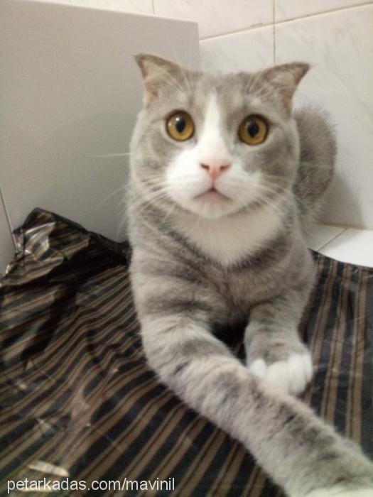 gİlbert Erkek Scottish Fold