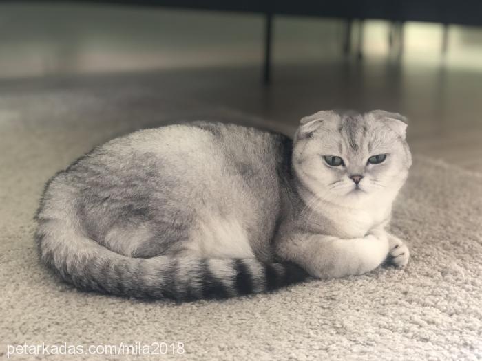 mila Dişi Scottish Fold