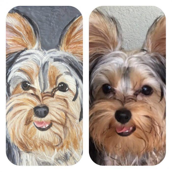 max Erkek Yorkshire Terrier