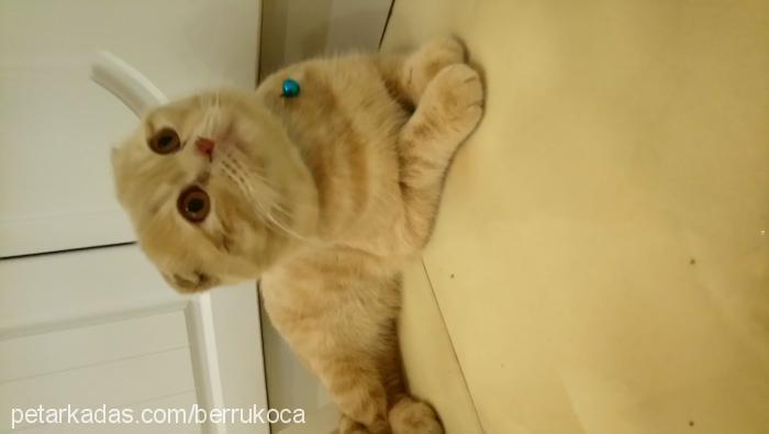 bal Erkek Scottish Fold