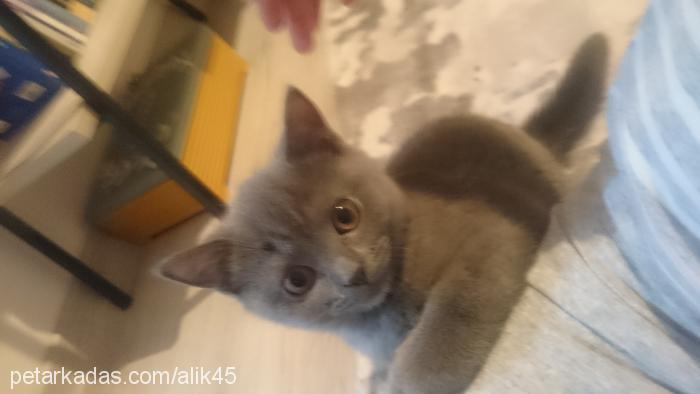 miço Erkek British Shorthair