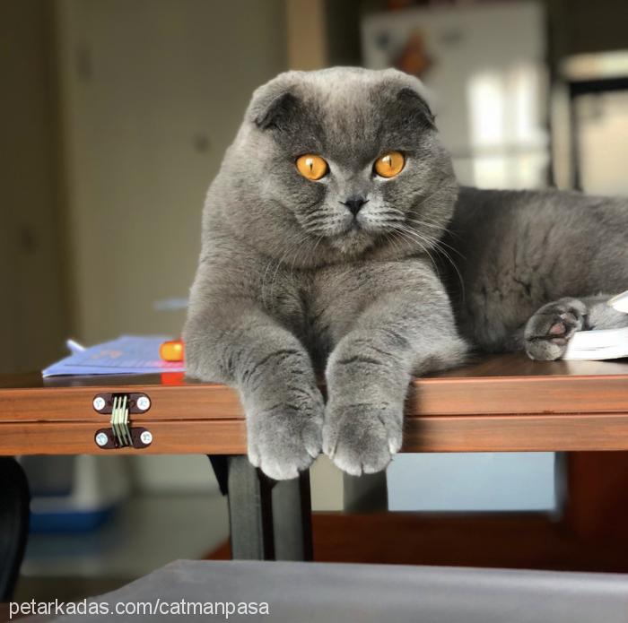 paşa Erkek Scottish Fold