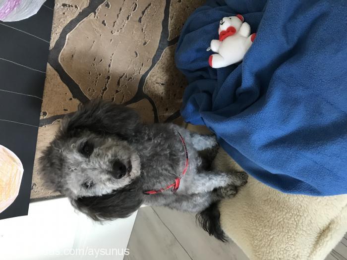 buffy Erkek Poodle (Minyatür Kaniş)