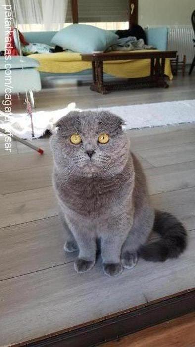 aşil Erkek Scottish Fold