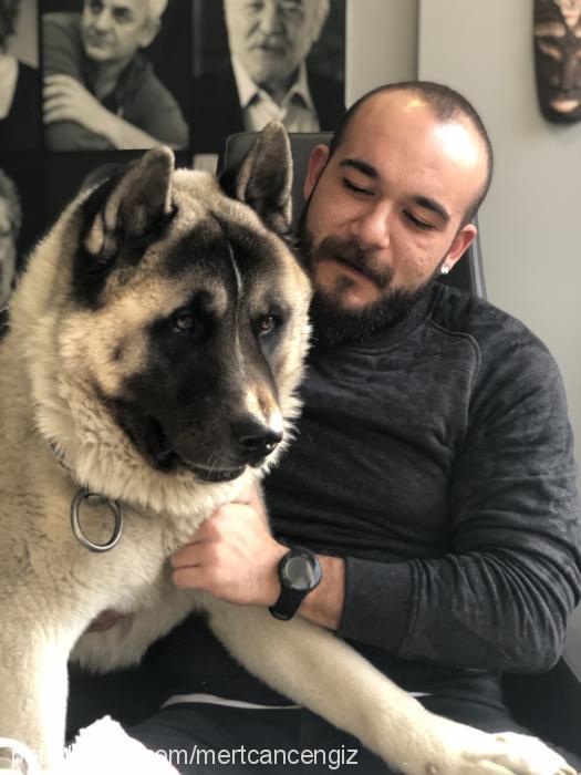 odIn Erkek Akita İnu