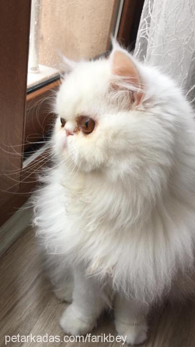 sutlac Dişi Exotic Shorthair