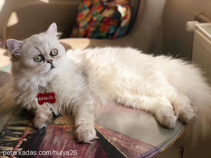 behlül Erkek British Shorthair