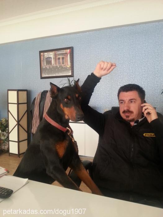 hera Dişi Doberman Pinscher