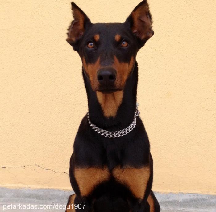 hera Dişi Doberman Pinscher