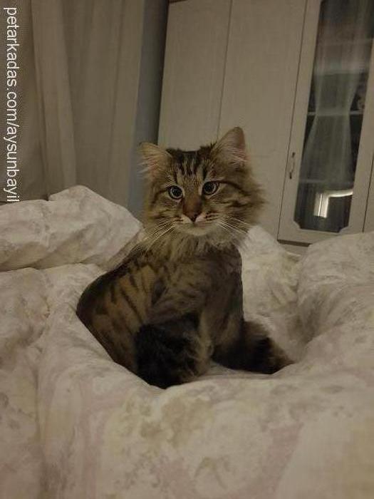 pisi Erkek Maine Coon