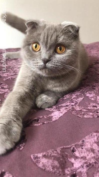 aşil Dişi Scottish Fold