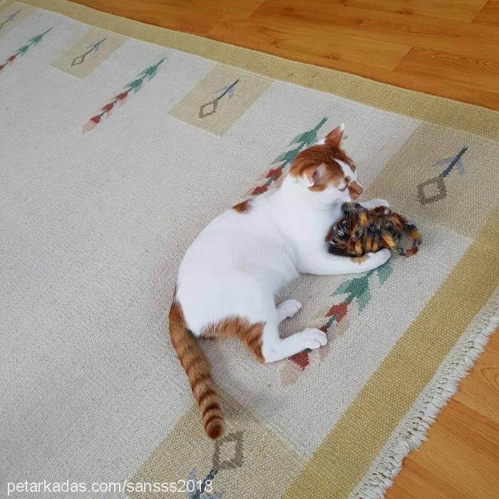 Şans Erkek British Shorthair