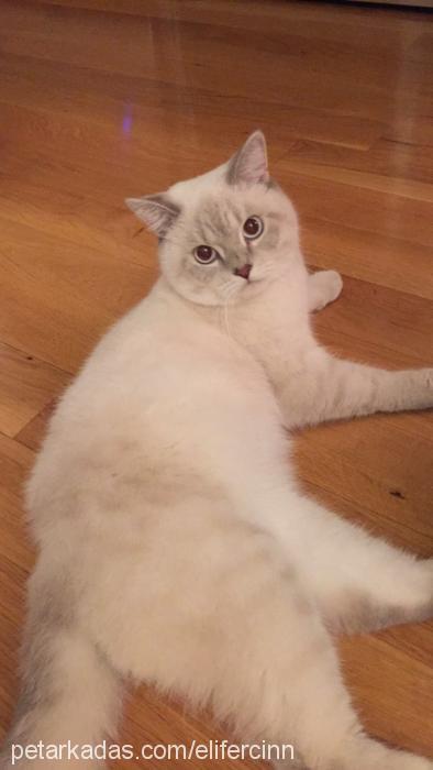 bulut Erkek British Shorthair