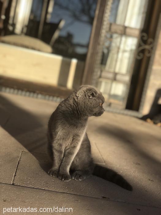 dalin Dişi Scottish Fold