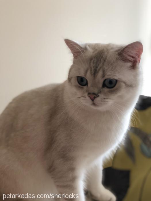 sherlock Erkek British Shorthair