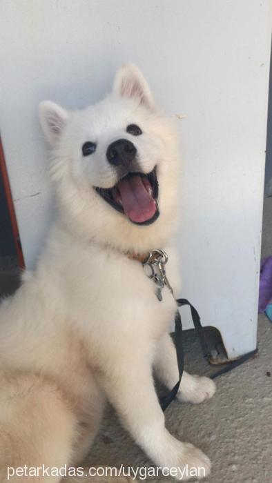 wall-e Erkek Samoyed