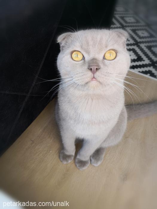 abidin Erkek Scottish Fold