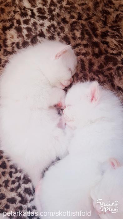 prenses Dişi Scottish Fold