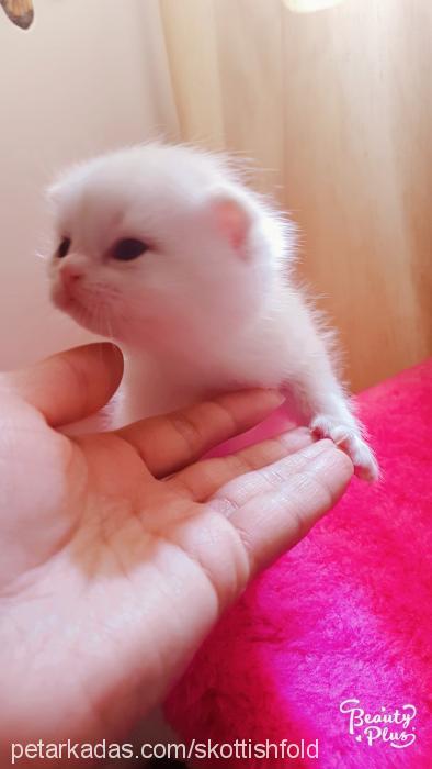 prenses Dişi Scottish Fold