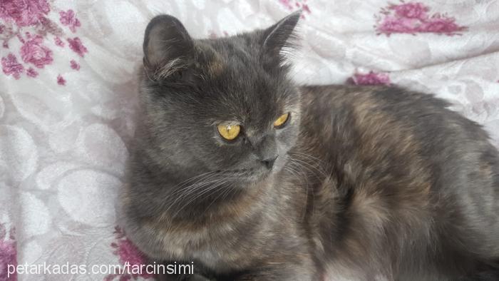 sakız Dişi British Shorthair