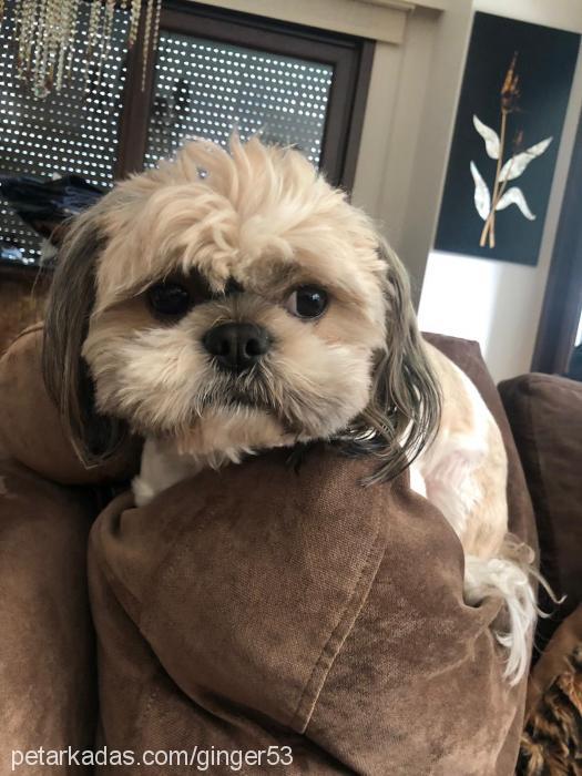 ginger Erkek Shih-Tzu